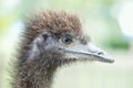 Ostrich with a reflection in the eye. Royalty Free Stock Photo