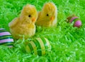 Easter - Two yellow chicks with striped eggs on green background Royalty Free Stock Photo