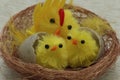 Easter. Two young Chicks and one large chick in the nest Royalty Free Stock Photo