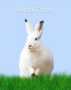 Easter, a white rabbit, green meadow, blue background Royalty Free Stock Photo