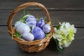 Easter wicker basket with colored eggs and a small white flower on grey wooden board. Royalty Free Stock Photo