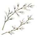 Easter willow branches. Watercolor illustration on an isolated white background.