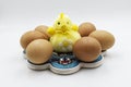 Easter yellow chick with eggs isolated on white background. Easter decoration Royalty Free Stock Photo