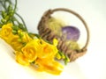 Easter yellow flowers Royalty Free Stock Photo