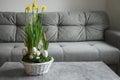 Easter yellow flowers composition at home interior with grey couch in living room Royalty Free Stock Photo