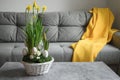 Easter yellow flowers composition at home interior with grey couch in living room Royalty Free Stock Photo