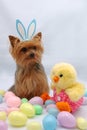 Easter Yorkshire terrier dog