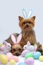 Easter Yorkshire terrier dogs