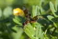 Eastern Amberwing, Closeup Royalty Free Stock Photo