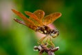 Eastern Amberwing Royalty Free Stock Photo