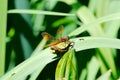 An Eastern Amberwing Dragonfly found in Maryland Royalty Free Stock Photo