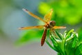 Eastern amberwing dragonfly (Perithemis tenera) Royalty Free Stock Photo