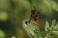 Eastern Amberwing Perched Royalty Free Stock Photo