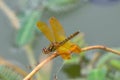 Eastern Amberwing - Perithemis Royalty Free Stock Photo