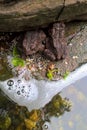 Eastern American Dwarf Toads