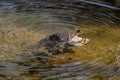 The eastern American toad Anaxyrus americanus americanus Royalty Free Stock Photo