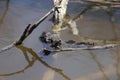 The eastern American toad Anaxyrus americanus americanus Royalty Free Stock Photo