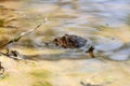 The eastern American toad Anaxyrus americanus americanus Royalty Free Stock Photo