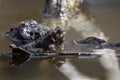 The eastern American toad Anaxyrus americanus americanus Royalty Free Stock Photo