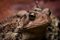 Eastern American Toad, anaxyrus americanus, close up of eyes and face right side Royalty Free Stock Photo