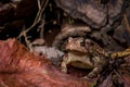 Eastern American Toad, anaxyrus americanus, eye level near frontal view blurry background copy space Royalty Free Stock Photo