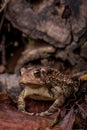 Eastern American Toad, anaxyrus americanus, eye level perspective front left portrait chest raised