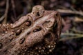 Eastern American Toad, anaxyrus americanus, head top view from above right, cranial crests and parotoid glands Royalty Free Stock Photo