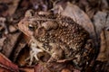 Eastern American Toad, anaxyrus americanus, high perspective left side portrait Royalty Free Stock Photo