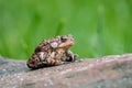 Eastern American Toad (Anaxyrus americanus) portrait Royalty Free Stock Photo