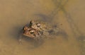 Eastern American Toad Royalty Free Stock Photo