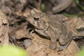 Eastern American Toad Royalty Free Stock Photo