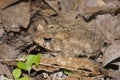 Eastern American Toad Royalty Free Stock Photo