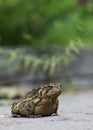 Eastern American Toad (Bufo a. americanus) Royalty Free Stock Photo
