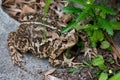 An Eastern American toad on the edge of a garden Royalty Free Stock Photo