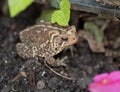 Eastern American Toad in Garden with Focus on Eye