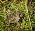 Eastern American Toad Royalty Free Stock Photo