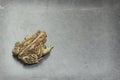 Eastern American Toad Royalty Free Stock Photo