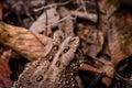 Eastern American Toad, anaxyrus americanus, close-up head and shoulders top view from above, cranial crests and parotoid glands Royalty Free Stock Photo