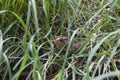 Eastern American Toad hiding in the grass Royalty Free Stock Photo