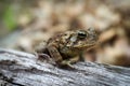 Eastern American Toad Royalty Free Stock Photo