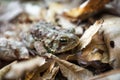 Eastern American Toad Royalty Free Stock Photo