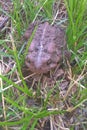 Eastern American Toad Royalty Free Stock Photo