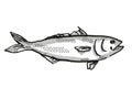 Eastern Australian Salmon Fish Cartoon Retro Drawing