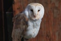 Eastern barn owl in brown orange wood background