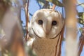 Eastern Barn Owl in South Australia