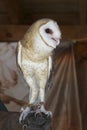 Eastern Barn Owl