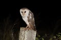 Eastern Barn Owl (Tyto javanica Royalty Free Stock Photo