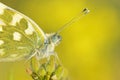 Pontia edusa , Eastern bath white butterfly portrait 