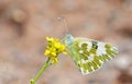 The Eastern bath white butterfly or Pontia edusa , butterflies of Iran