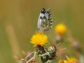 Eastern Bath White butterfly, Pontia edusa, on a yellow star-thistle